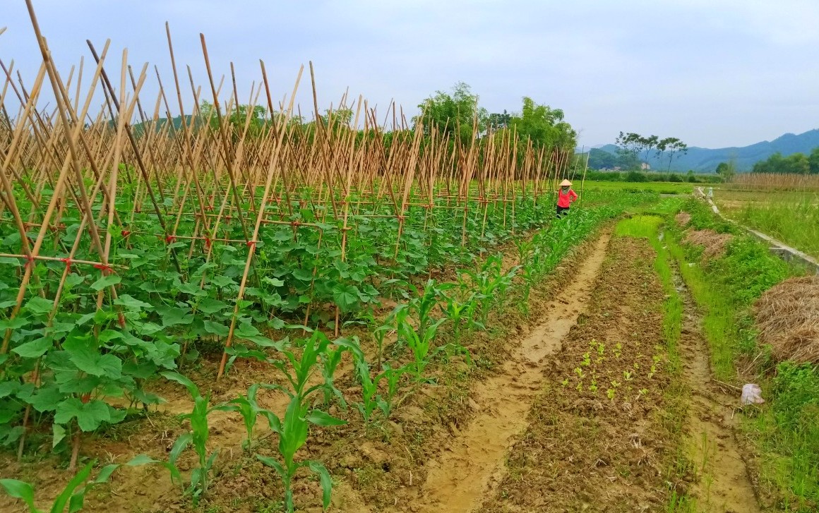 Tham quan 4 vườn rau hữu cơ Organic đẹp nhất Việt Nam  Bản Tin Đắk Lắk