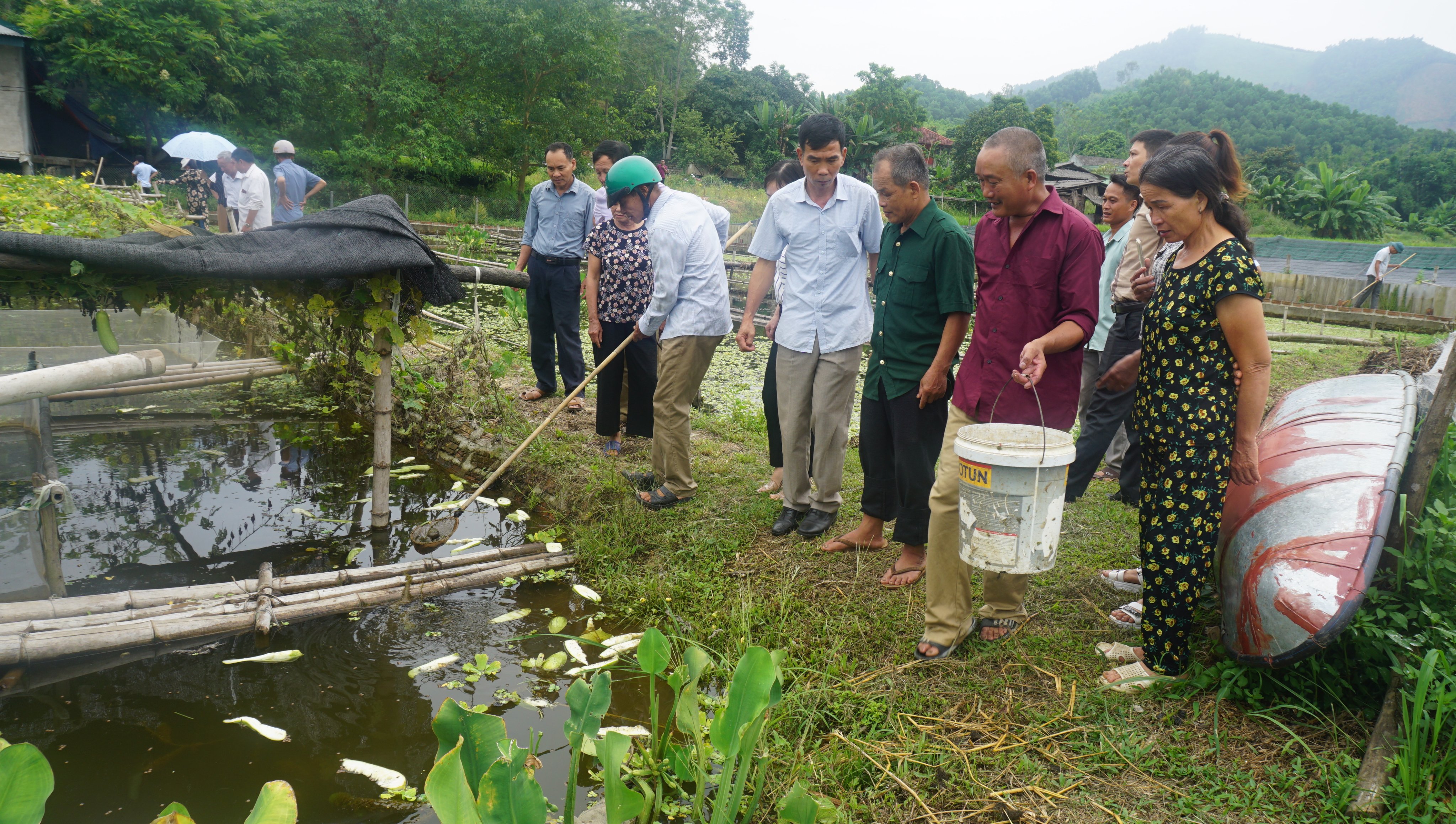 Kỹ thuật nuôi ốc nhồi thương phẩm  Trung tâm khuyến nông Ninh Bình