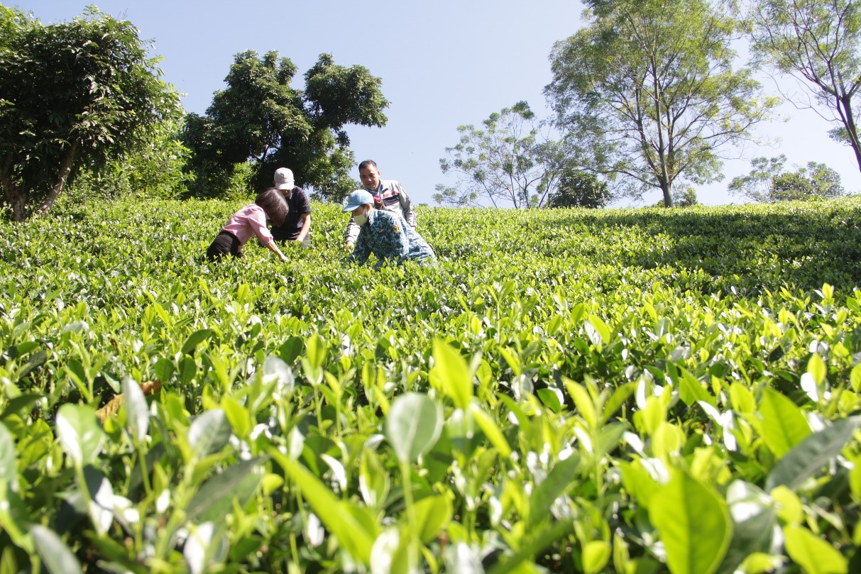 Sản xuất nông nghiệp hữu cơ Hướng đi bền vững