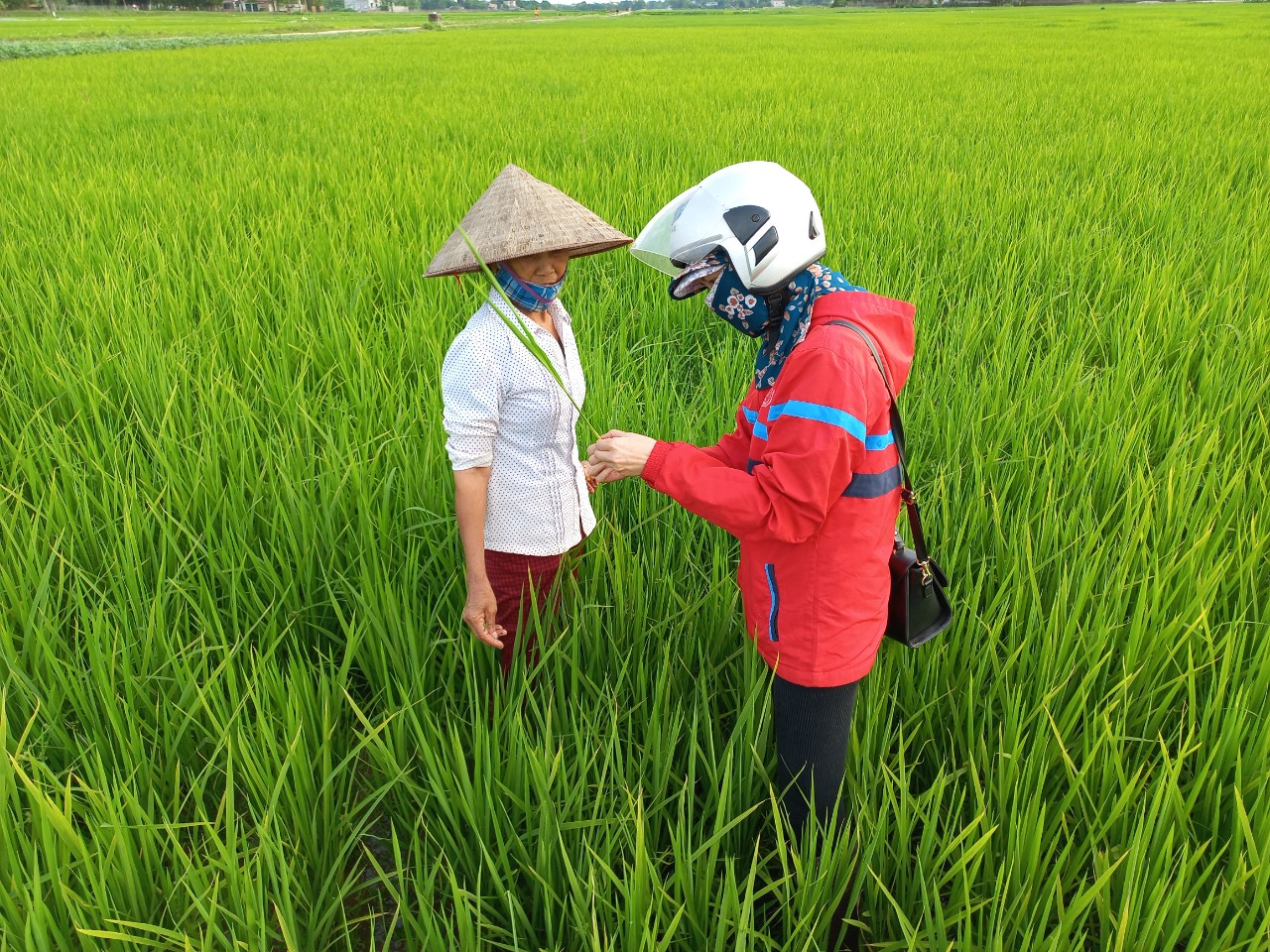 Đẩy mạnh công tác kiểm tra, dự tính dự báo sinh vật hại trên cây ...