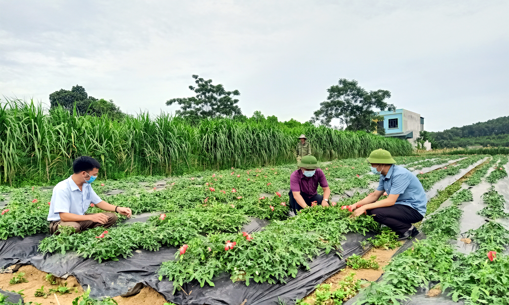 Phát triển cây dược liệu gắn với chế biến và tiêu thụ sản phẩm