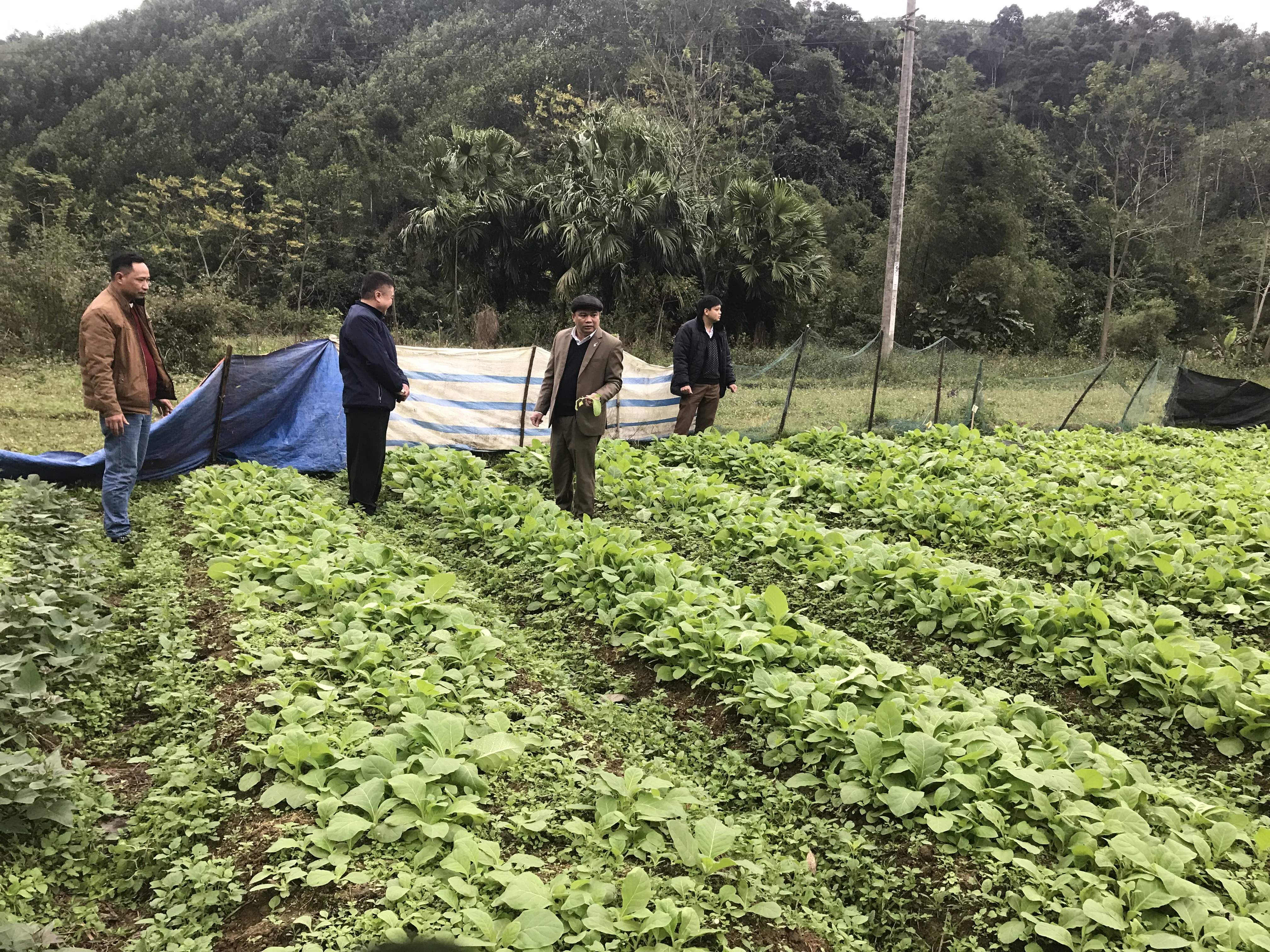 Trồng rau trong nhà kính  mô hình sản xuất của nông dân hiện đại