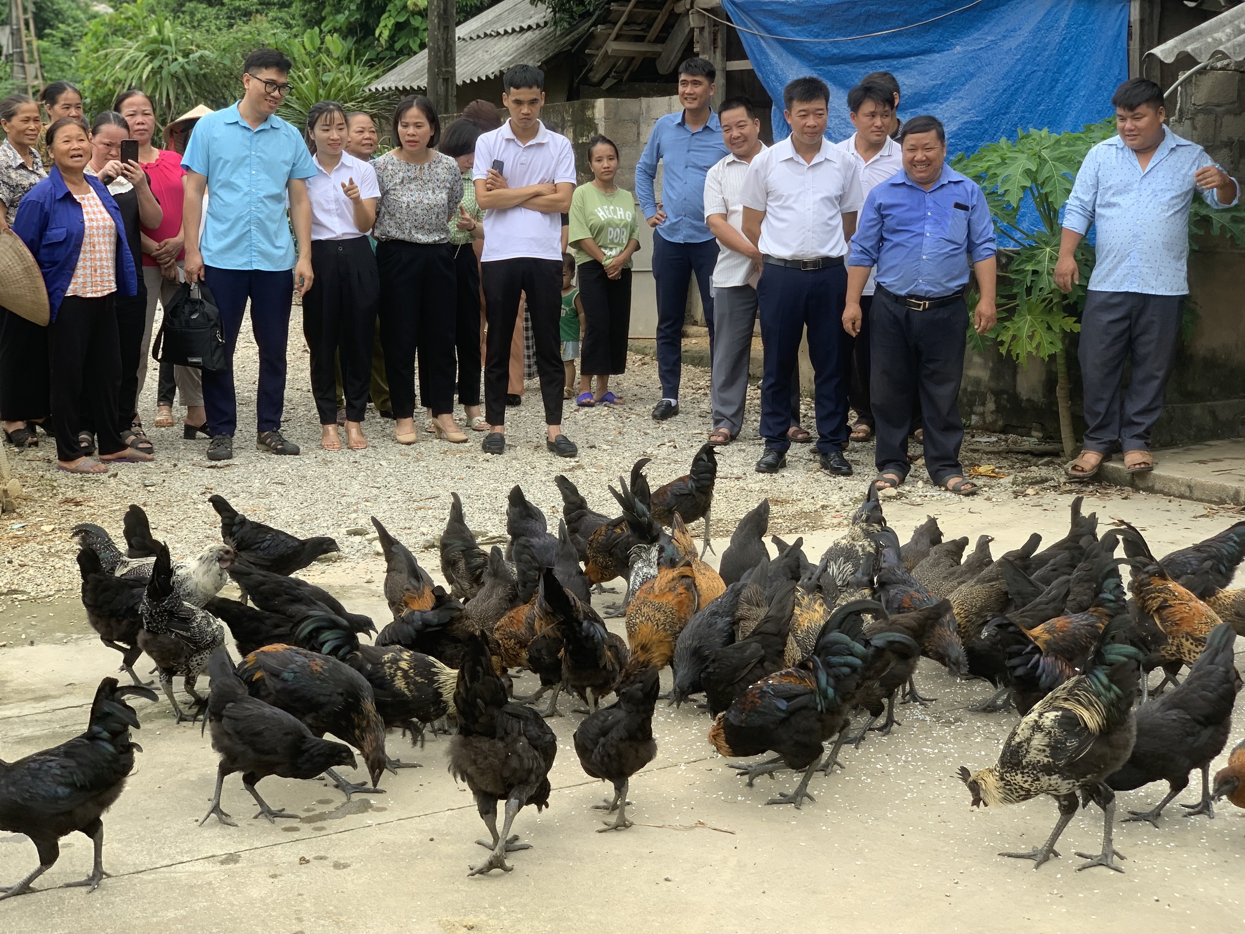 Hiệu quả mô hình sản xuất giống gà lai chọi ở Kim Tân  Đài Phát thanh và  Truyền hình Ninh Bình